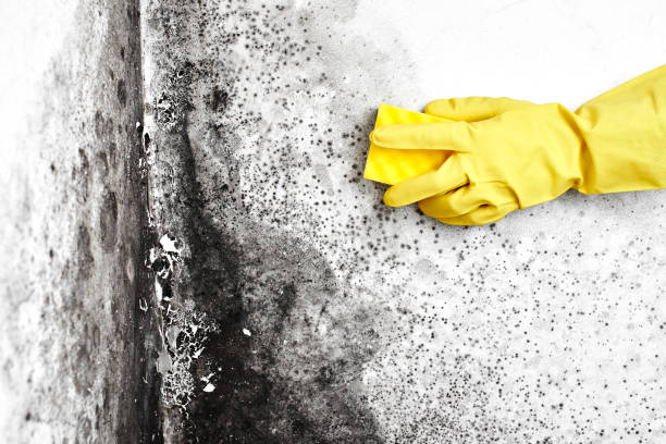 Mold Removal Process in Batesville, AR