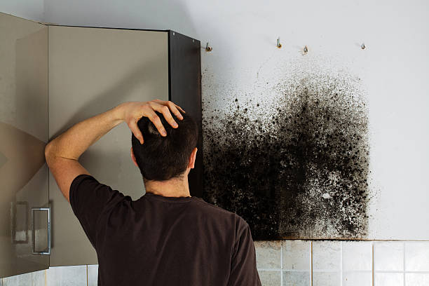 Best Mold Removal Company Near Me  in Batesville, AR